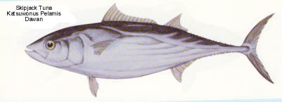 Skip Jack Tuna