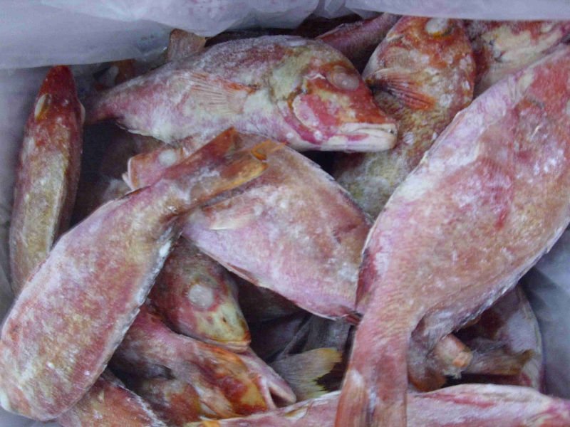 WHOLE FROZEN RED SNAPPER FISH products,Vietnam WHOLE FROZEN RED SNAPPER ...