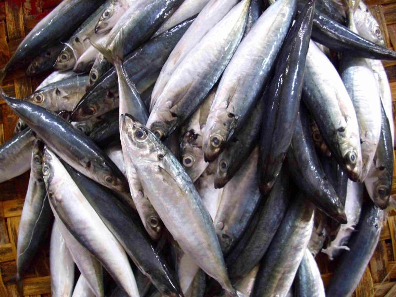 WHOLE  FROZEN   SCAD   FISH 