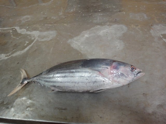 Skipjack Tuna