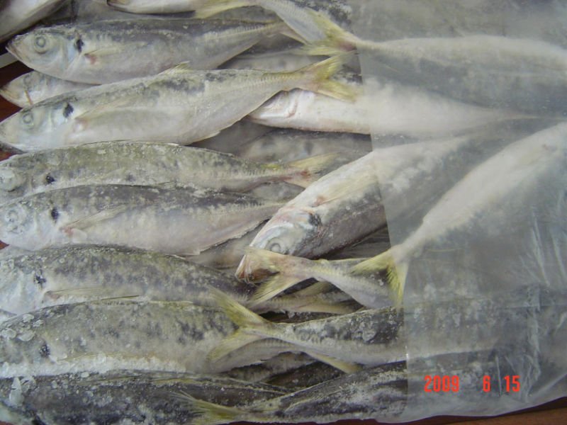 HORSE MACKEREL-ROUND SCAD