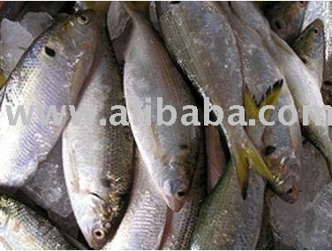  Frozen  gizzard shad