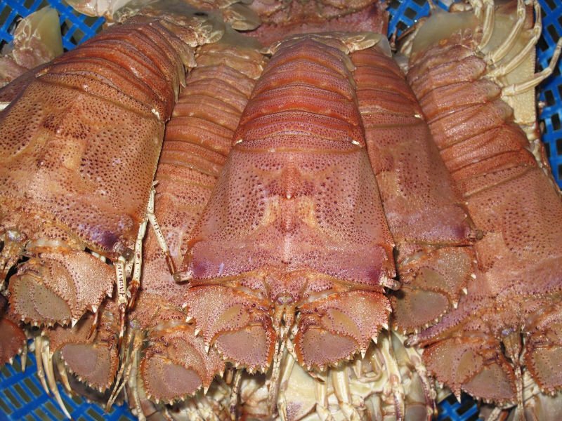 Slipper LObster
