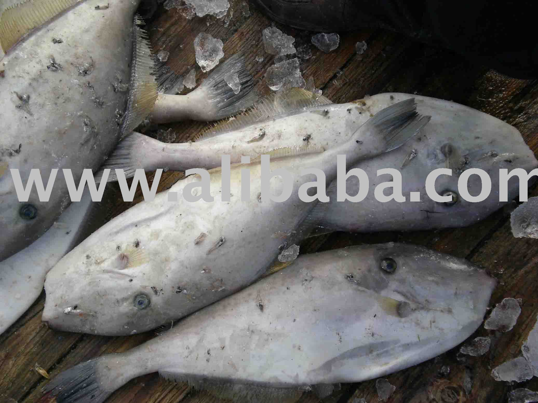 frozen  leather   fish 