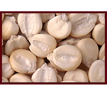  white   maize   corn 