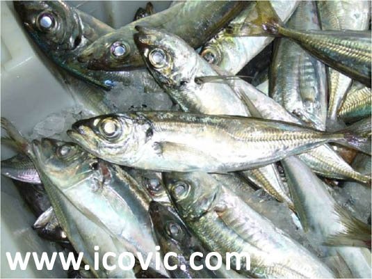 MEDITERRANEAN HORSE MACKEREL