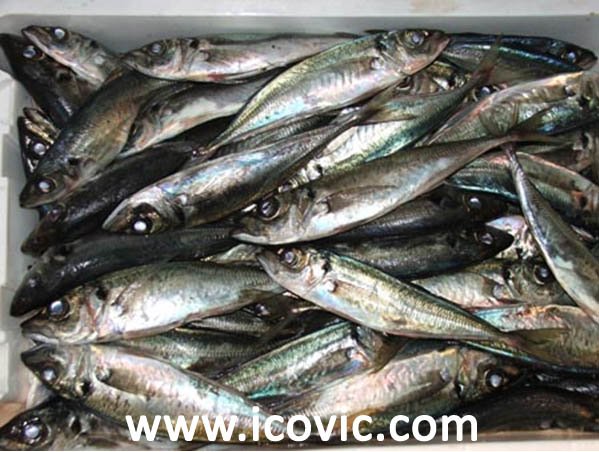 ATLANTIC HORSE MACKEREL