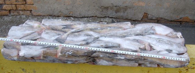 Frozen Alaska Pollock WR; HG