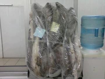 hake