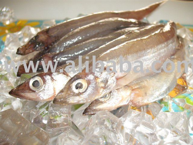 Female Capelin