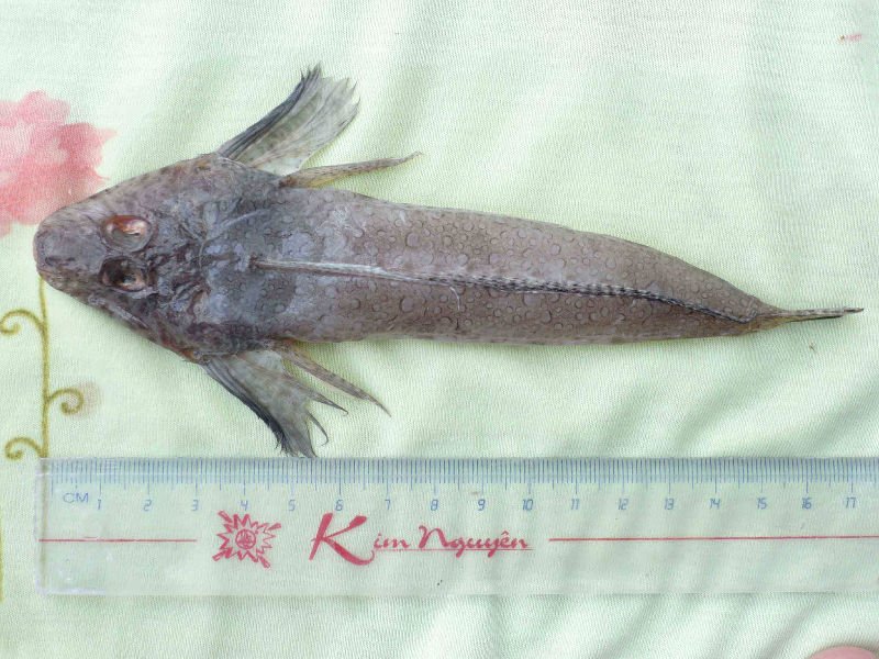 Bartail Flathead