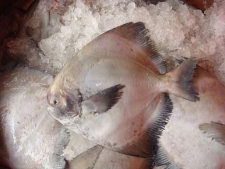  Chinese   Pomfret 