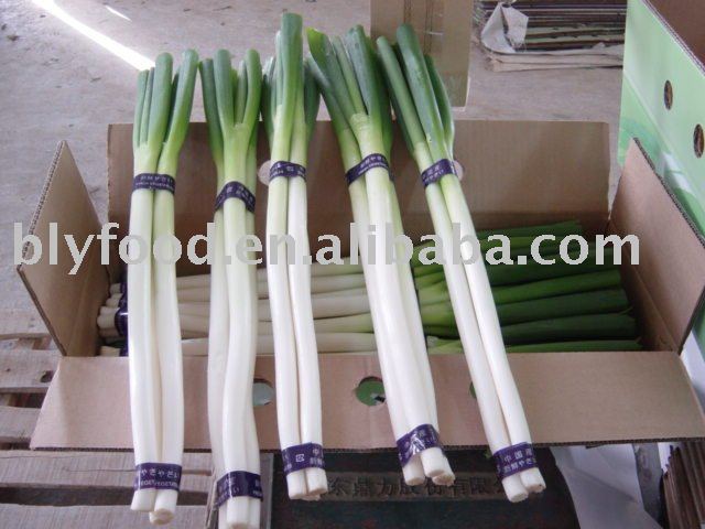  Green   Scallion 