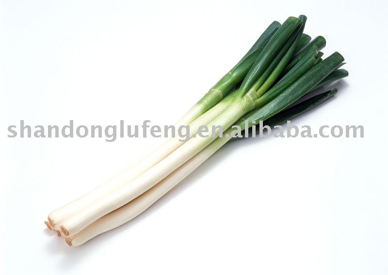 Fresh Scallion
