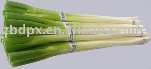 chinese healthy fresh scallion