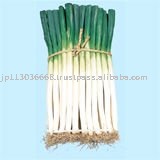 green onion EDO SENJYU NEGI(japanese Tradition vegetable) products ...