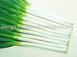 Fresh  Green   scallion 