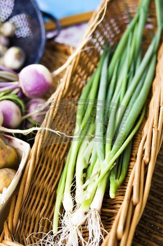 fresh scallion,fresh green onion