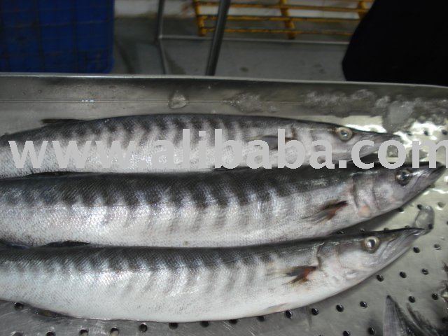 Frozen Baracuda