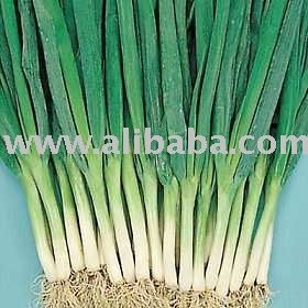 E Scallion,jamaica Scallions Price Supplier - 21food