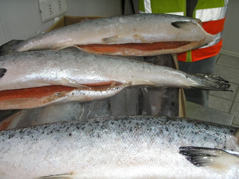 Salmon Salar Pulp (Fish Food) 7. 5 KG. products,Chile Salmon Salar Pulp ...