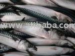 Frozen mackerel