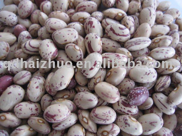 Light speckled kidney beans american round type
