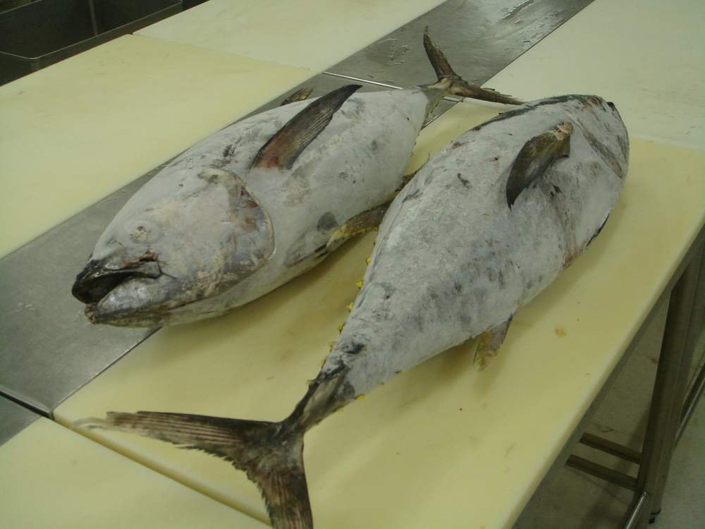  FROZEN   TUNA   WHOLE   ROUND 