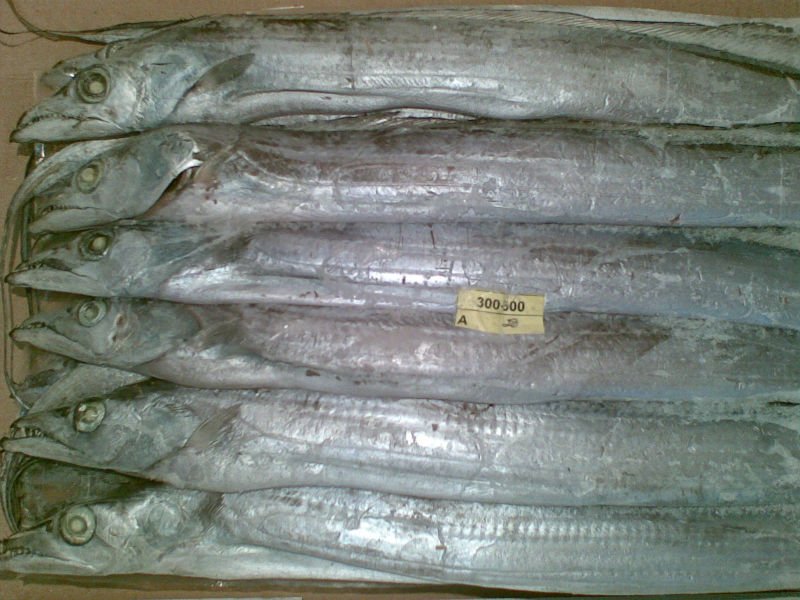 Ribbon Fish