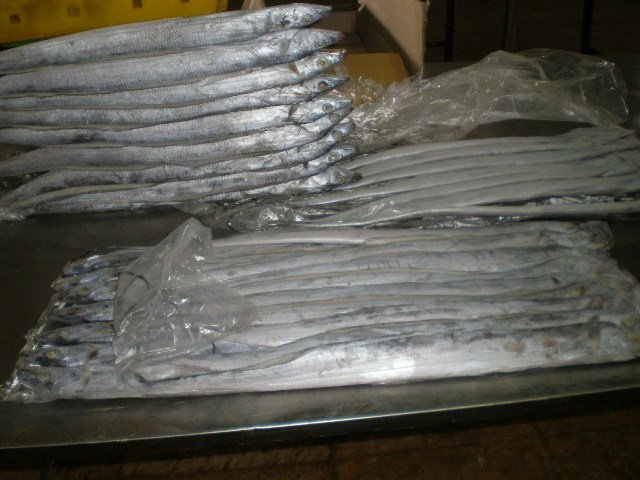 FROZEN RIBBON FISH