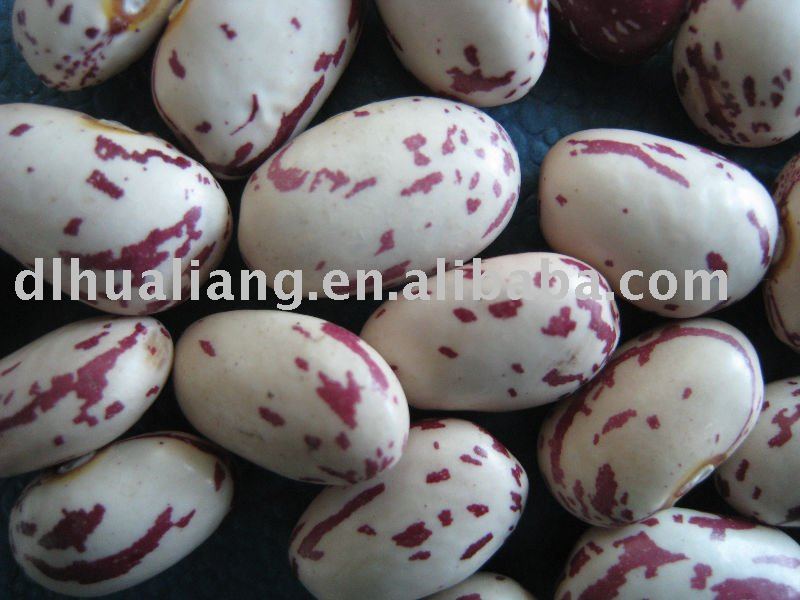 Light Speckled kidney beans (round shape)