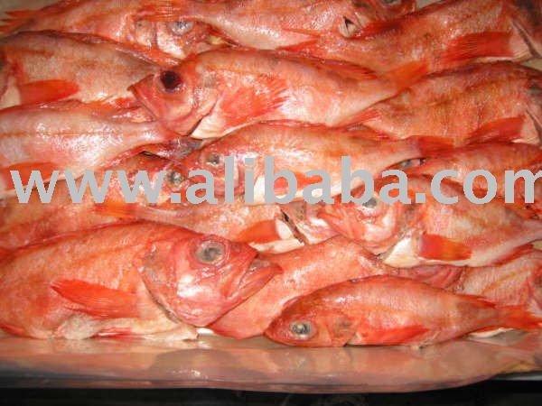 Atlantic Ocean Perch products,Canada Atlantic Ocean Perch supplier