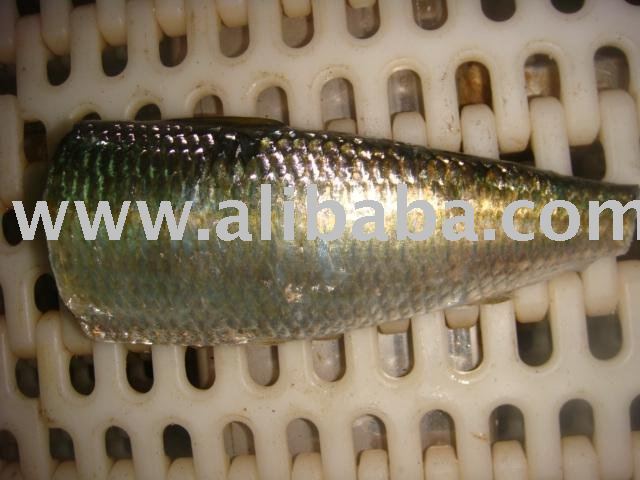 Frozen sardinella "Sardinella Aurita"