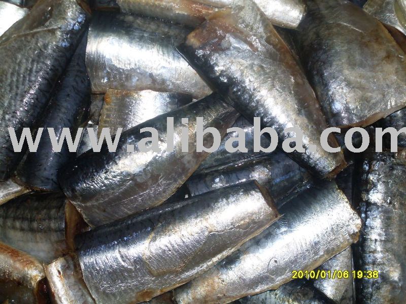 Frozen sardines for tuna bait