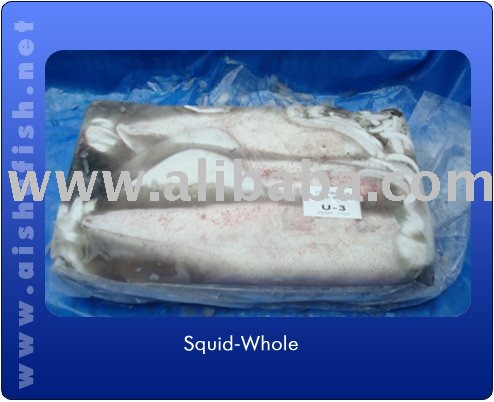 SQUID WHOLE
