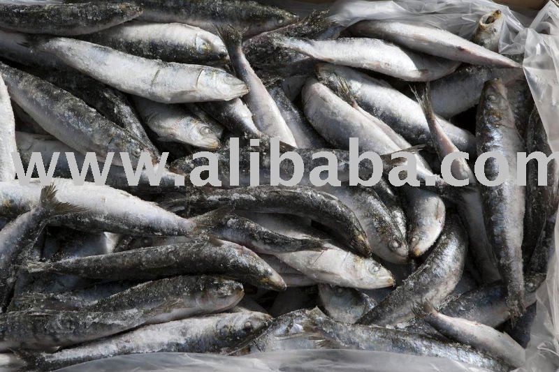 Sardine,spain Price Supplier - 21food