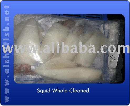 SQUID  WHOLE  CLEANED