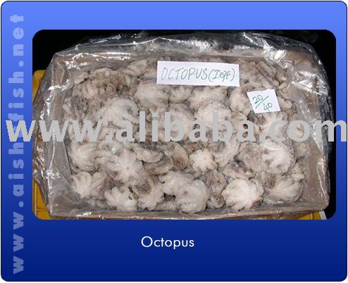 Octopus whole cleaned