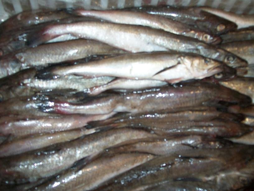 Hake 100 - 300 gr - Carioca