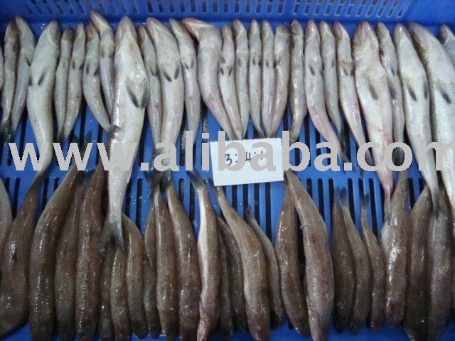 Lizard fish