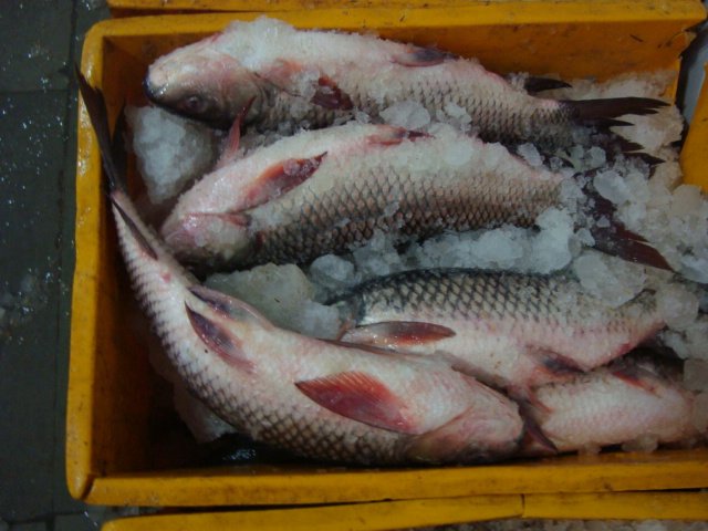 Rohu fish whole