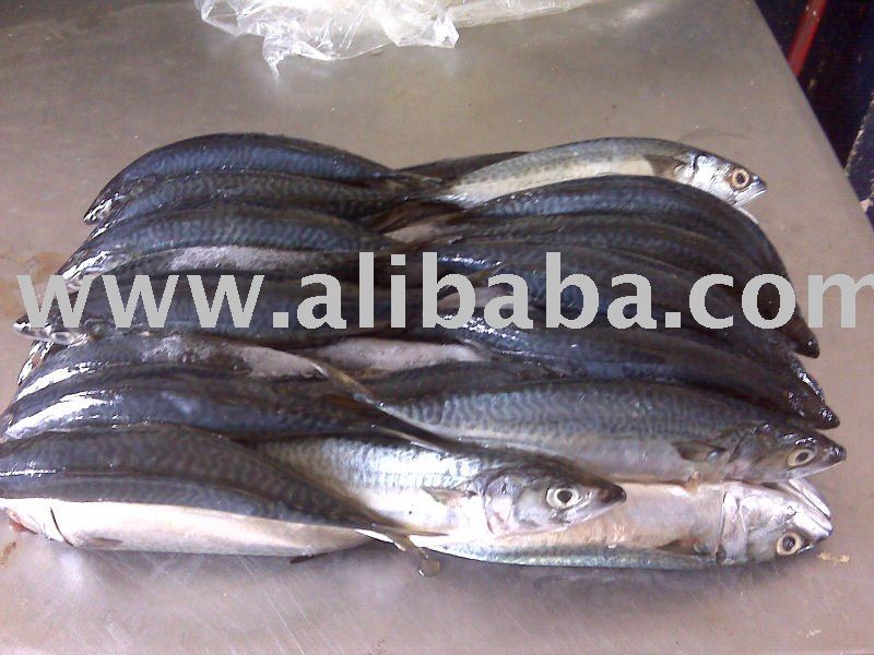 Frozen  Chinese   Mackerel 