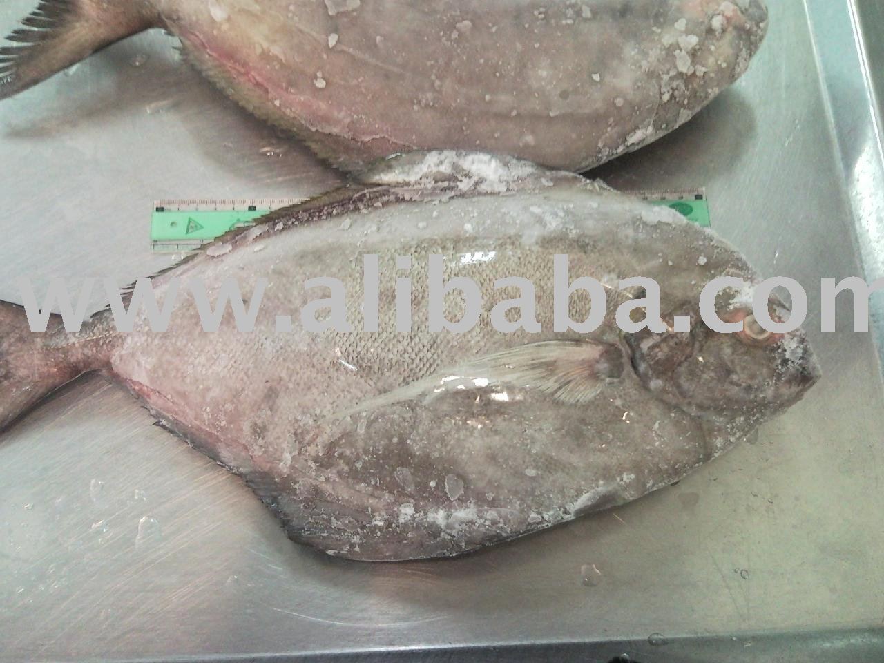 Black Pomfret