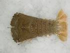 SLIPPER LOBSTER