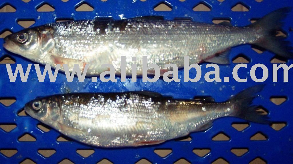 Whitfish