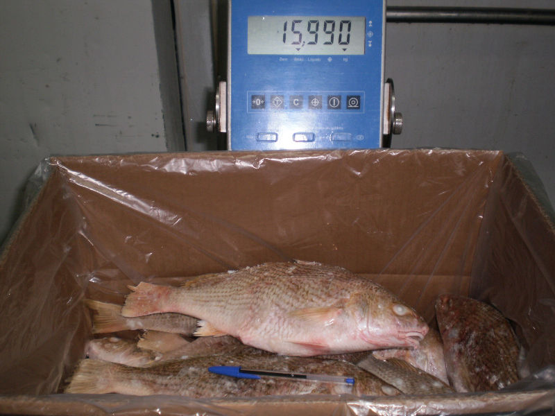  White   Croaker  (Umbrina canosai)