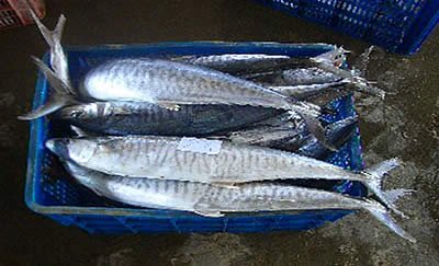 Spanish Mackerel