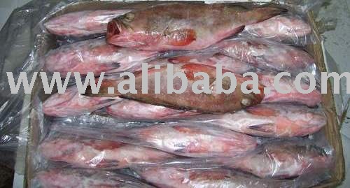  Reef   Cod 