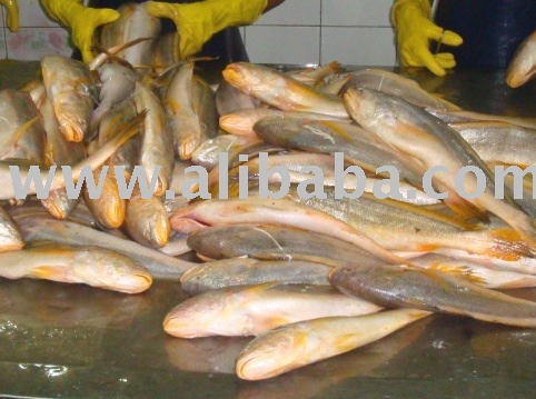 Rosy Jew Fish