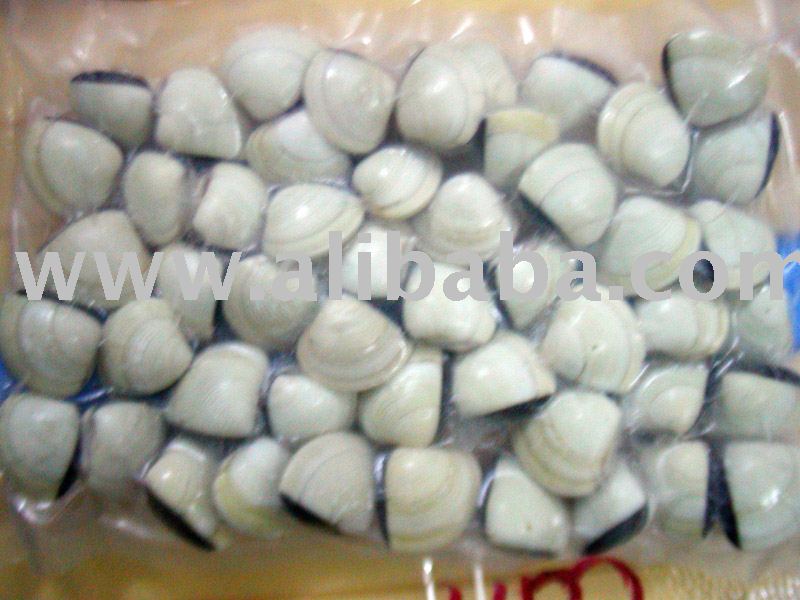 IQF White  Clam  Shell on